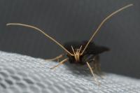 Homaloxestis briantiella