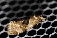 Phalonidia manniana