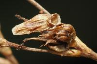 Coleophora taeniipennella