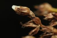 Coleophora taeniipennella