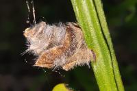 Coleophora saturatella