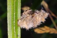 Coleophora saturatella