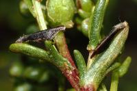 Coleophora vibicigerella