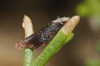 Coleophora vibicigerella