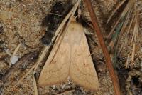 Mythimna vitellina