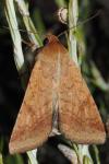 Helicoverpa armigera
