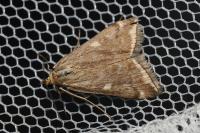Loxostege sticticalis