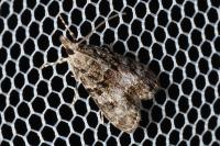 Eudonia mercurella