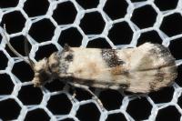 Cochylis pallidana