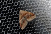 Eublemma parva