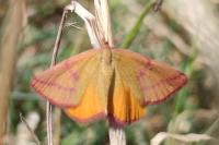 Lythria purpuraria