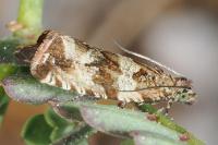 Celypha cespitana