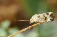 Aethes margarotana/williana