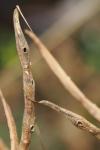 Coleophora coronillae