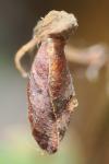 Coleophora coronillae