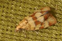 Aethes tesserana