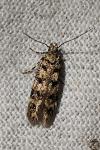 Bryotropha domestica