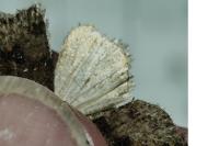 Caradrina morpheus