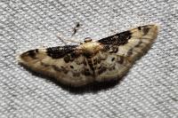Idaea filicata