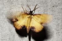Plagodis dolabraria