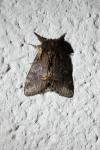 Notodonta dromedarius