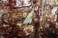Schrankia costaestrigalis