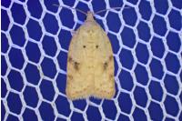 Acleris ferrugana
