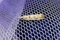 Catoptria falsella