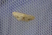 Idaea dimidiata