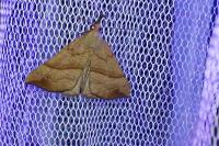 Hypena proboscidalis