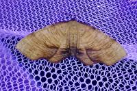 Plagodis dolabraria