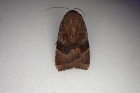 Noctua janthe