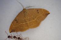 Watsonalla binaria