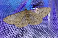 Hypomecis punctinalis