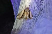Pheosia tremula