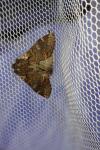 Notodonta dromedarius
