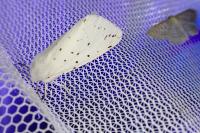Spilosoma lubricipeda