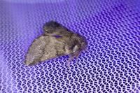 Thaumetopoea processionea