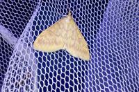 Ostrinia nubilalis/scapulalis
