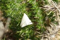 Rhodometra sacraria