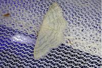 Idaea subsericeata