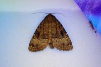 Amphipyra pyramidea