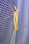 Ancylolomia tentaculella
