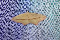 Timandra comae
