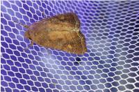 Lacanobia oleracea