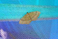 Camptogramma bilineata