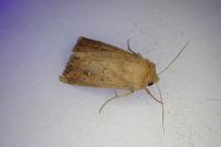 Mythimna ferrago