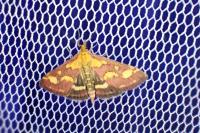 Pyrausta purpuralis