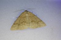 Pseudoterpna pruinata