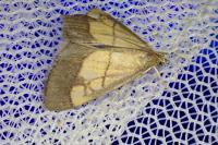Evergestis limbata